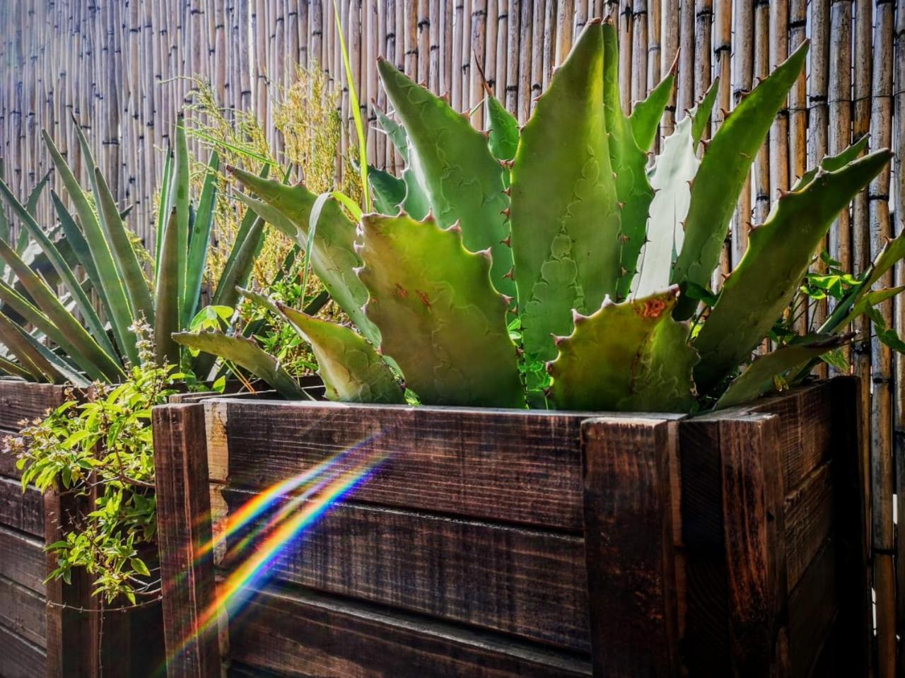 El Diablo Y La Sandia B&B Oaxaca Eksteriør billede